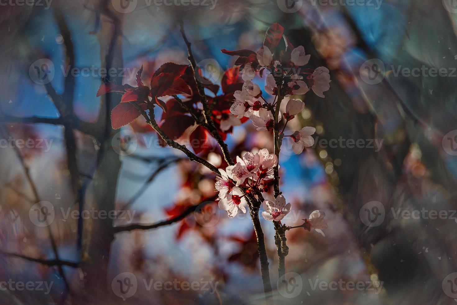 ciliegia fioritura rosa albero nel il strade di il città di alicante nel primavera fiori nel foto