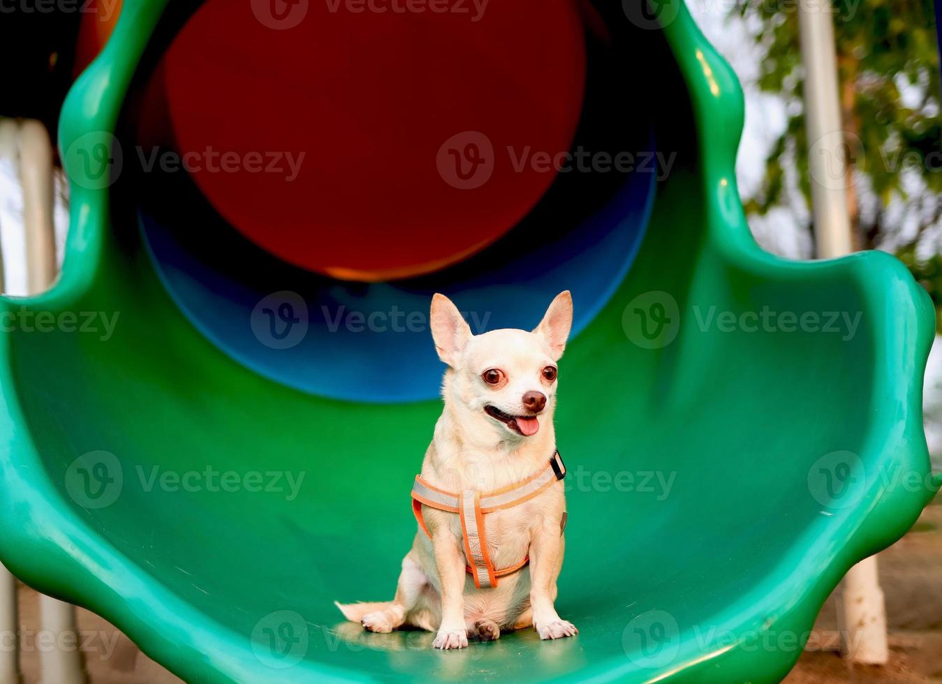 contento e salutare Marrone chihiahua cane seduta su terreno di gioco attrezzatura, sorridente e guardare a telecamera. foto