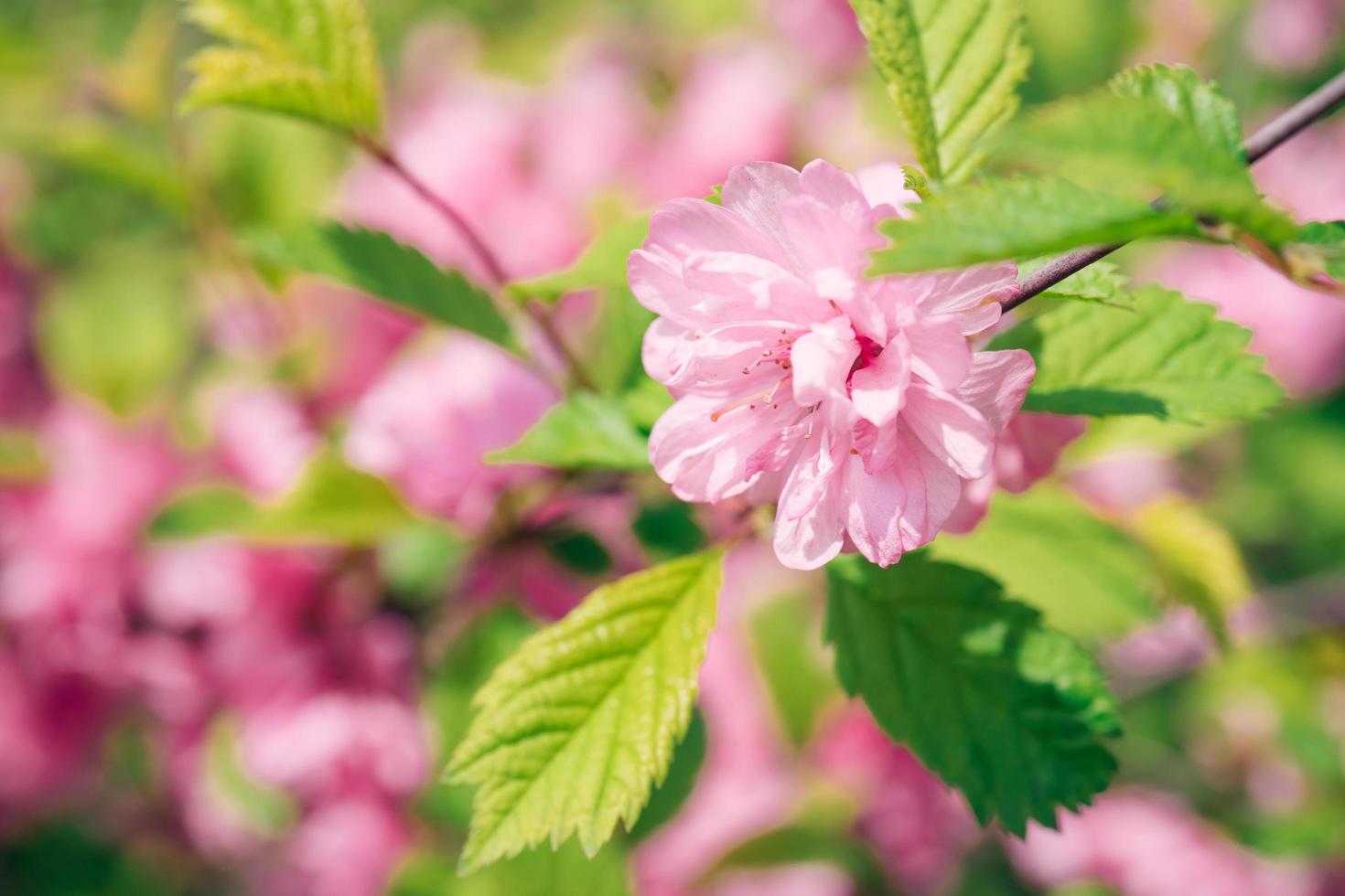 primo piano di un fiore di sakura con sfondo sfocato foto