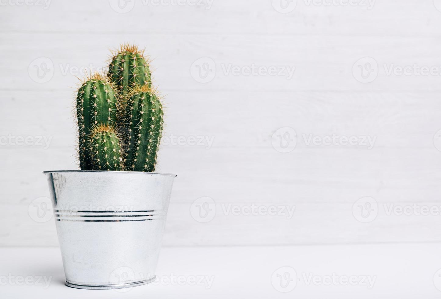 pianta in vaso di cactus su sfondo bianco in legno foto