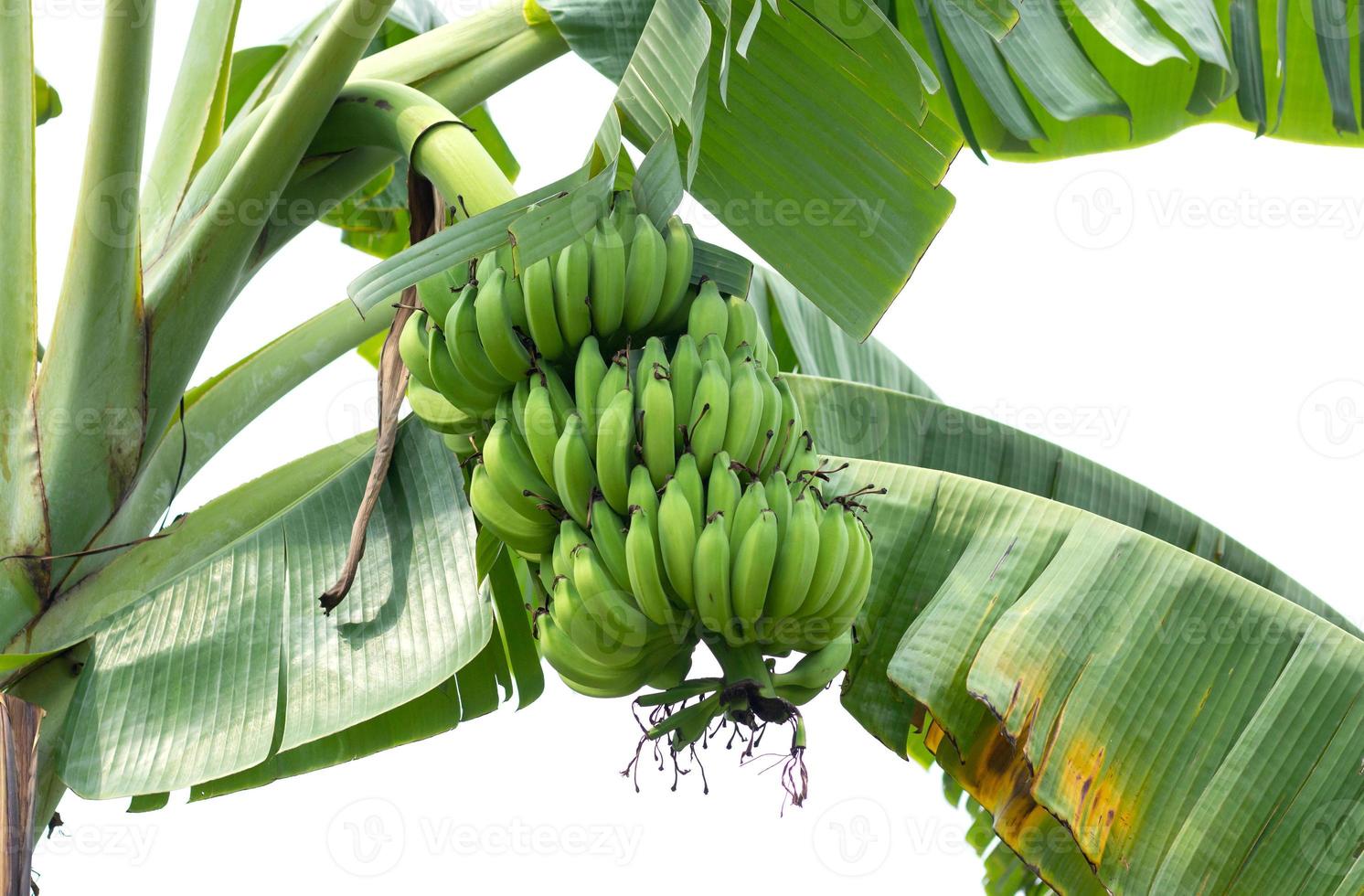 albero di banane su sfondo bianco foto
