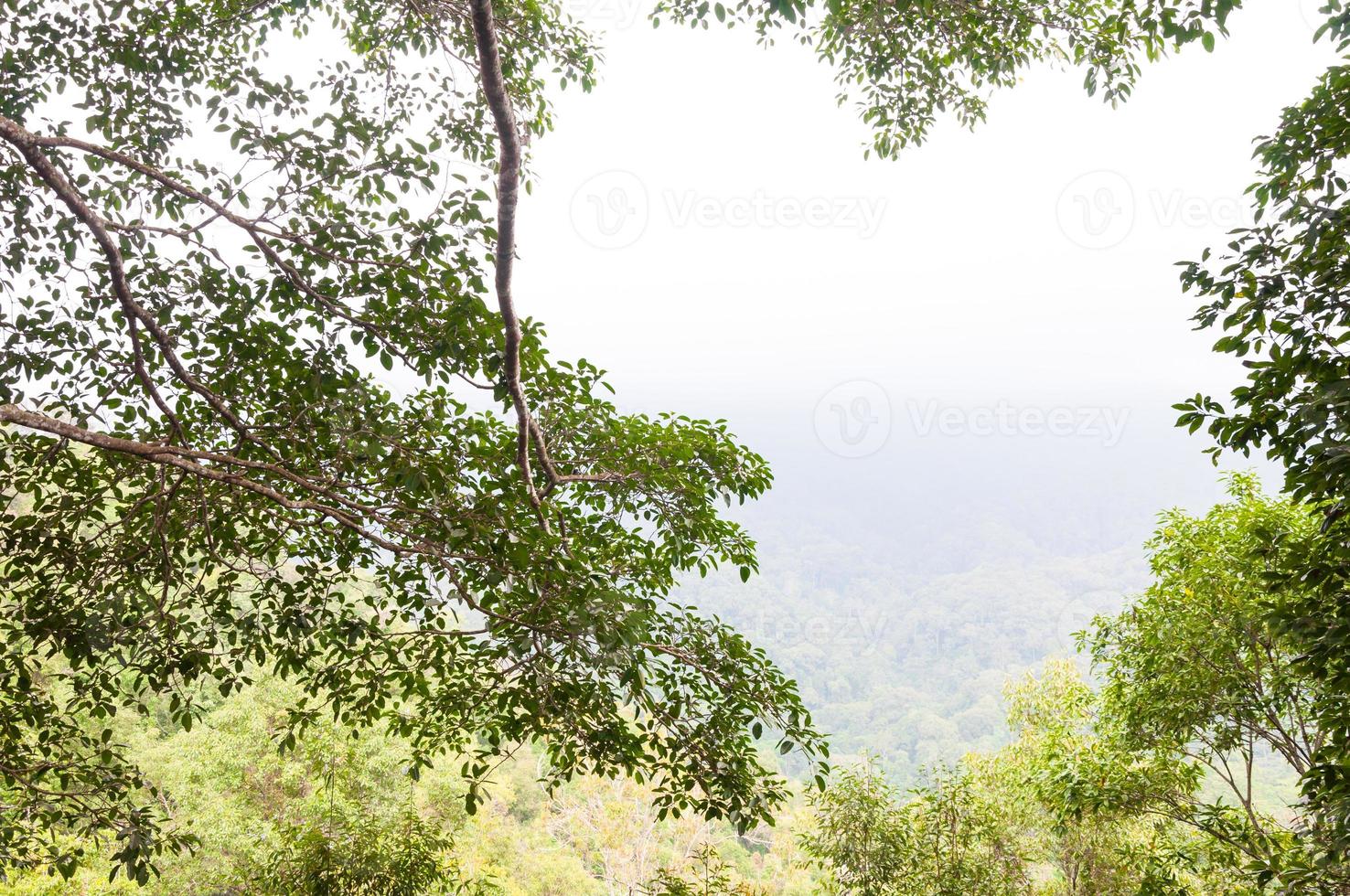 verde foresta sfondo nel un' soleggiato giorno ,tropicale foresta foto