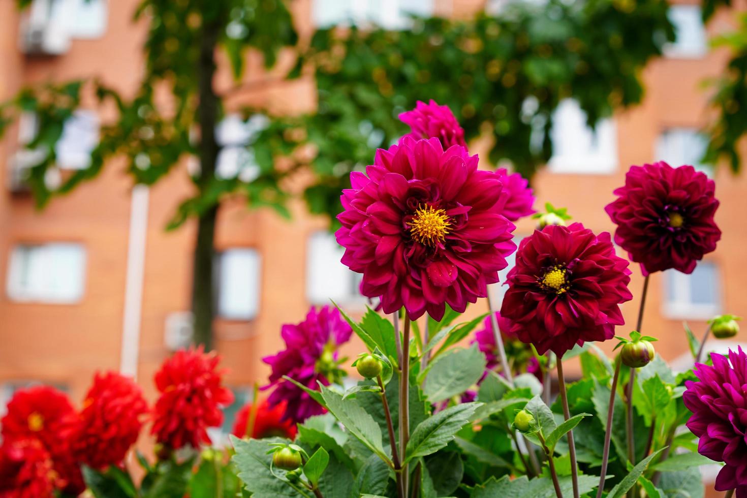 fiori rosa dalia con un edificio sfocato sullo sfondo foto