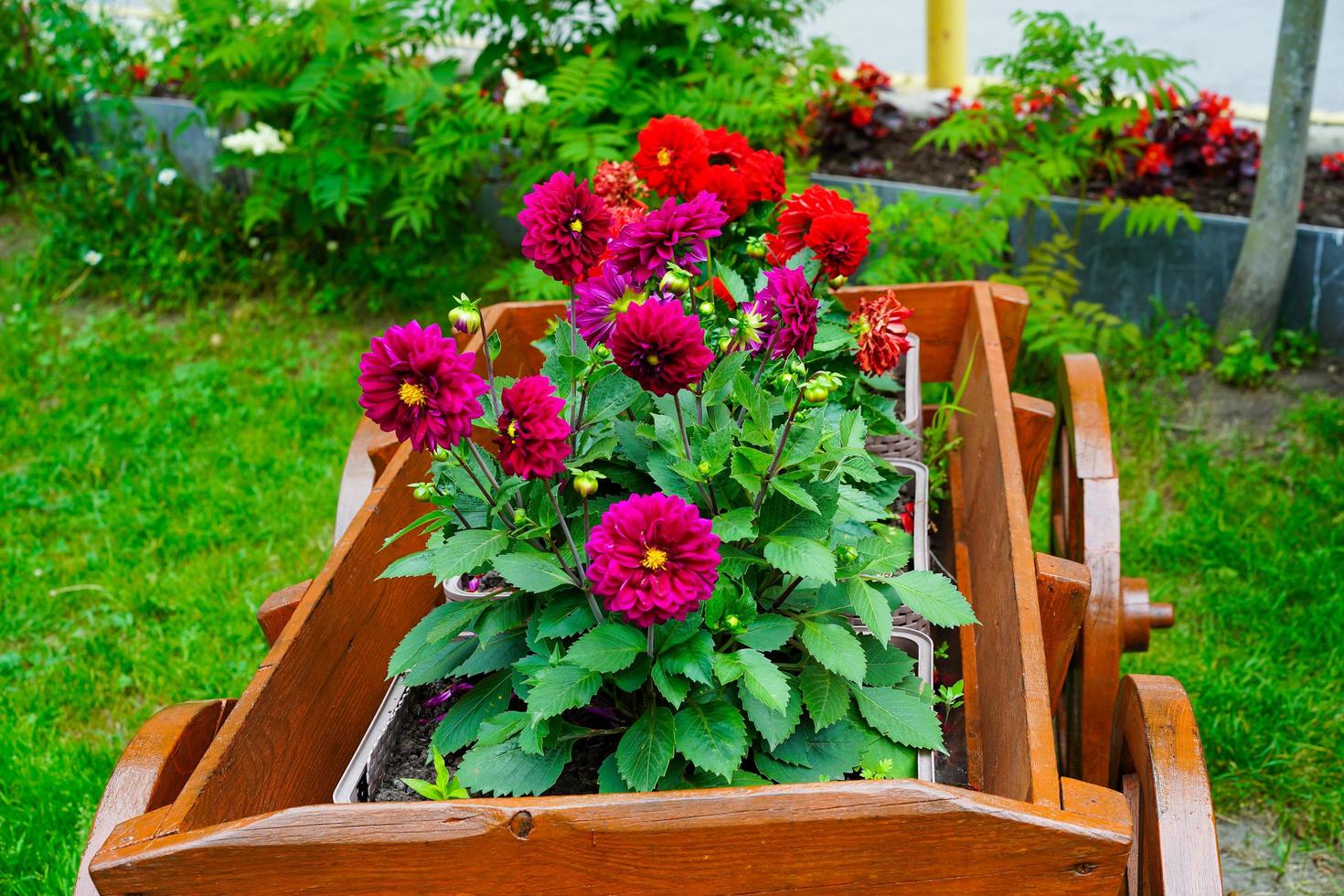 dalie rosse in un letto di fiori in un giardino foto