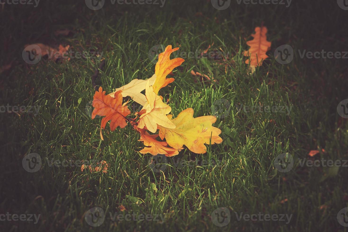 oro ramoscello con autunno d'oro le foglie dire bugie su verde erba nel il caldo sole foto