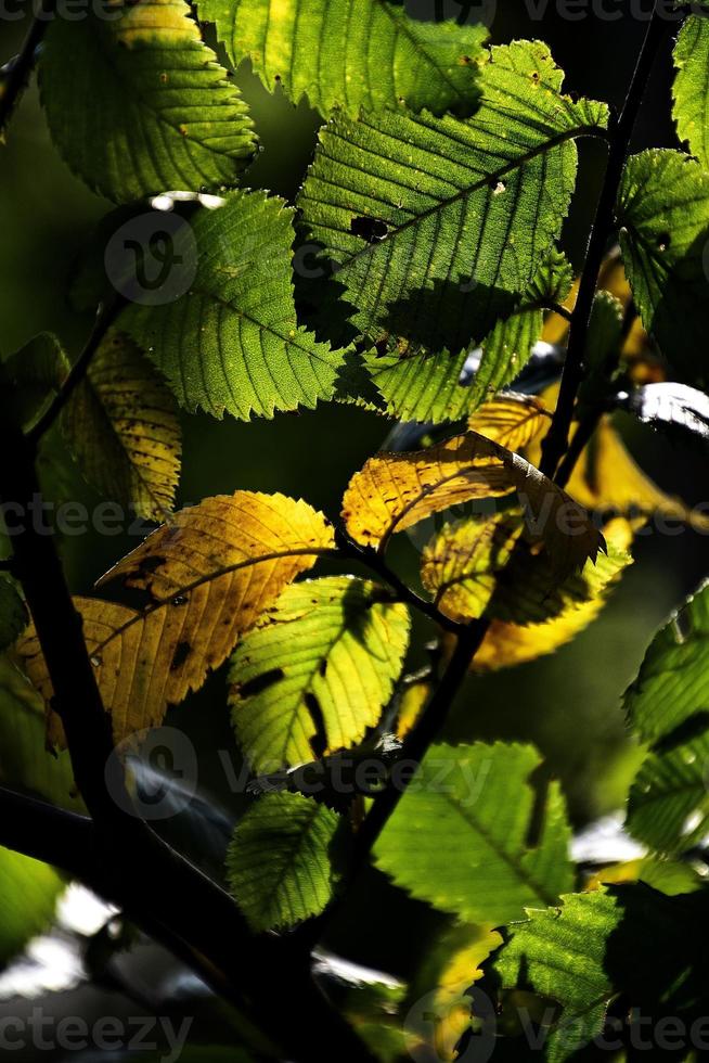 autunno sfondo con verde e d'oro le foglie illuminato di il caldo sole foto