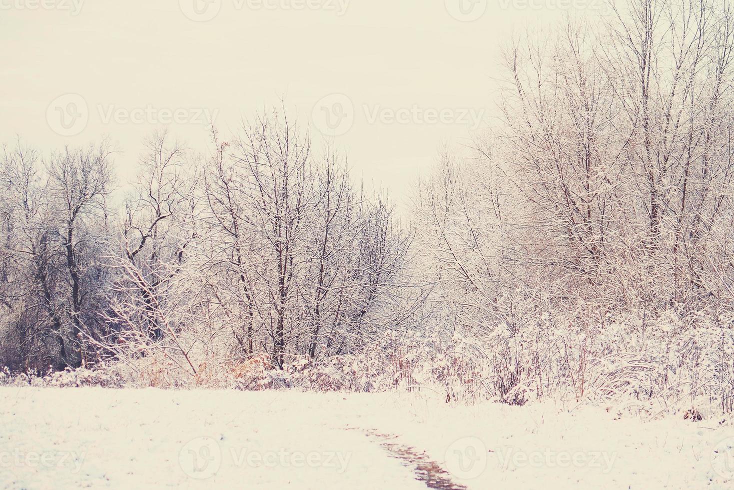 inverno paesaggio con fresco neve e alberi foto