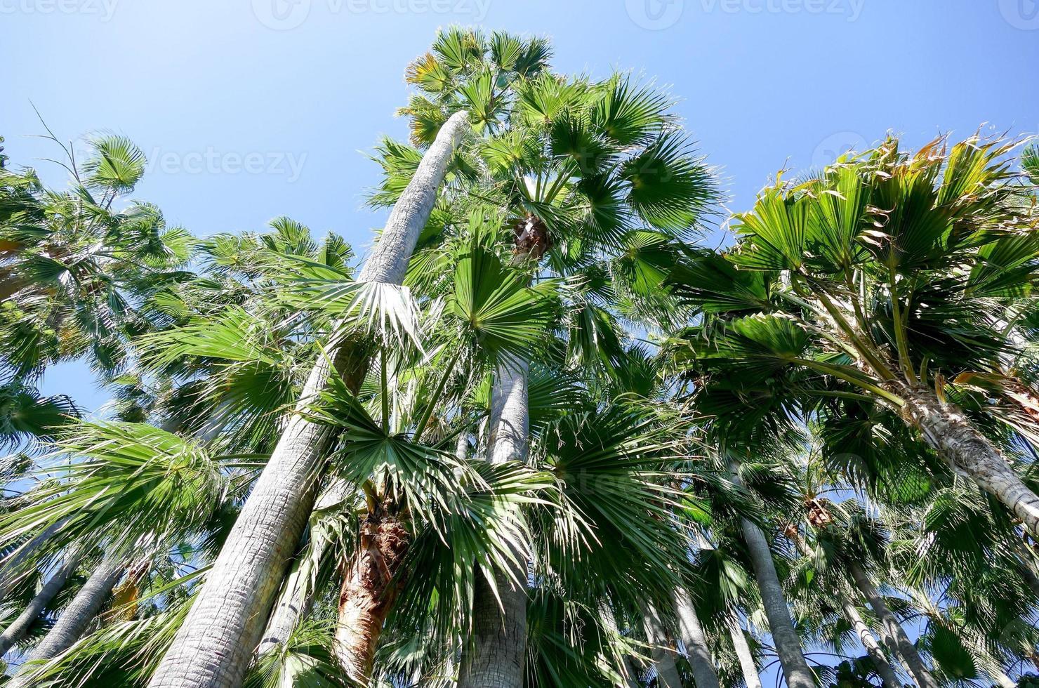 sfondo di palme foto