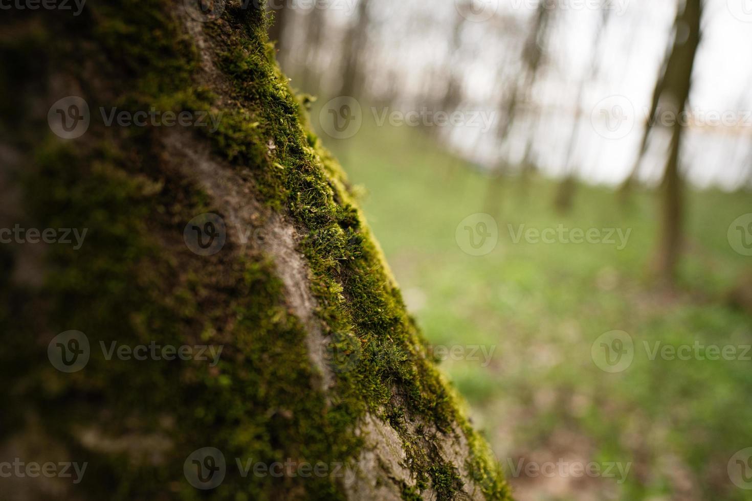 verde muschio cresce su umido albero a foresta. foto