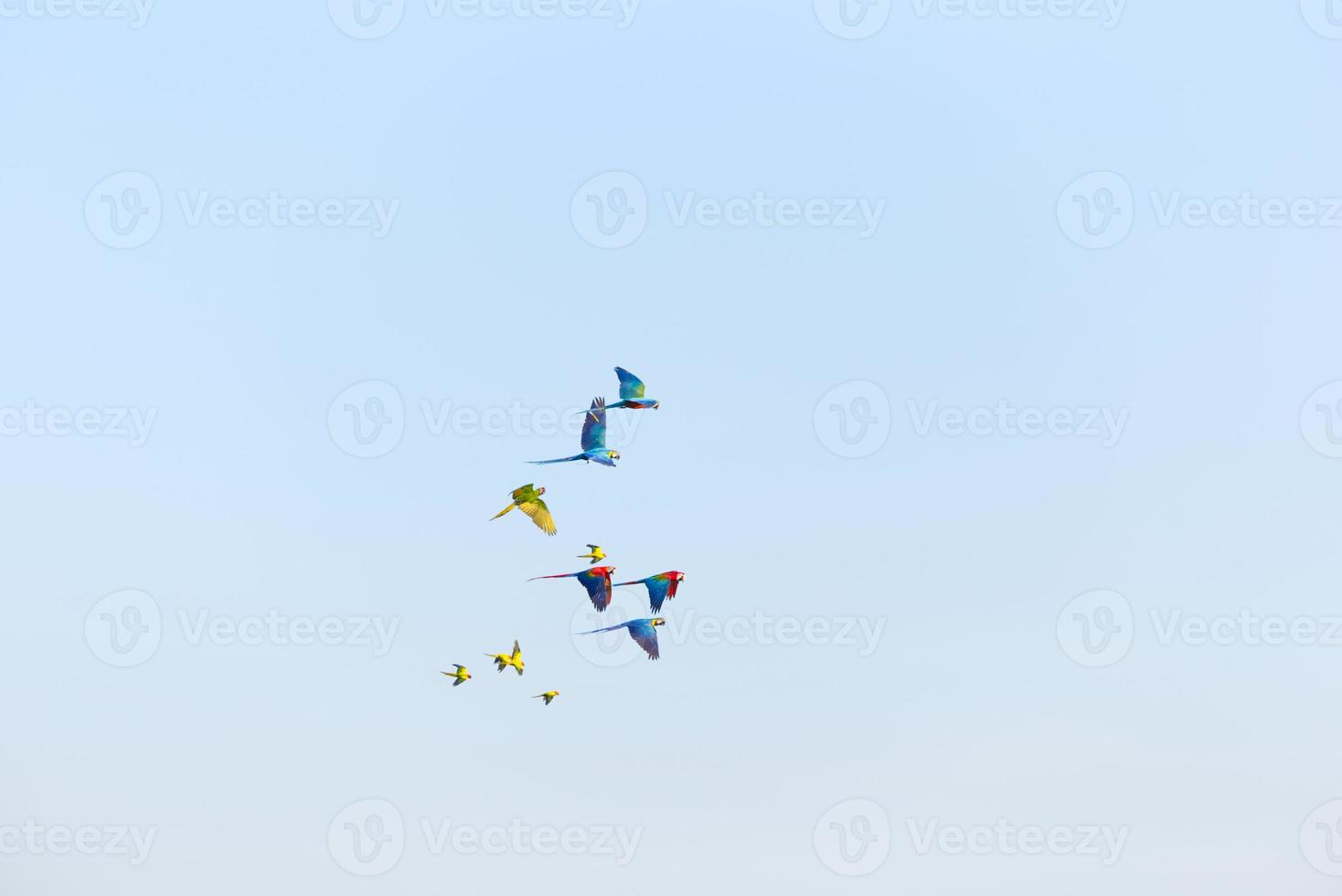 giallo verde ara pappagallo volante con gruppo nel luminosa blu cielo sfondo foto