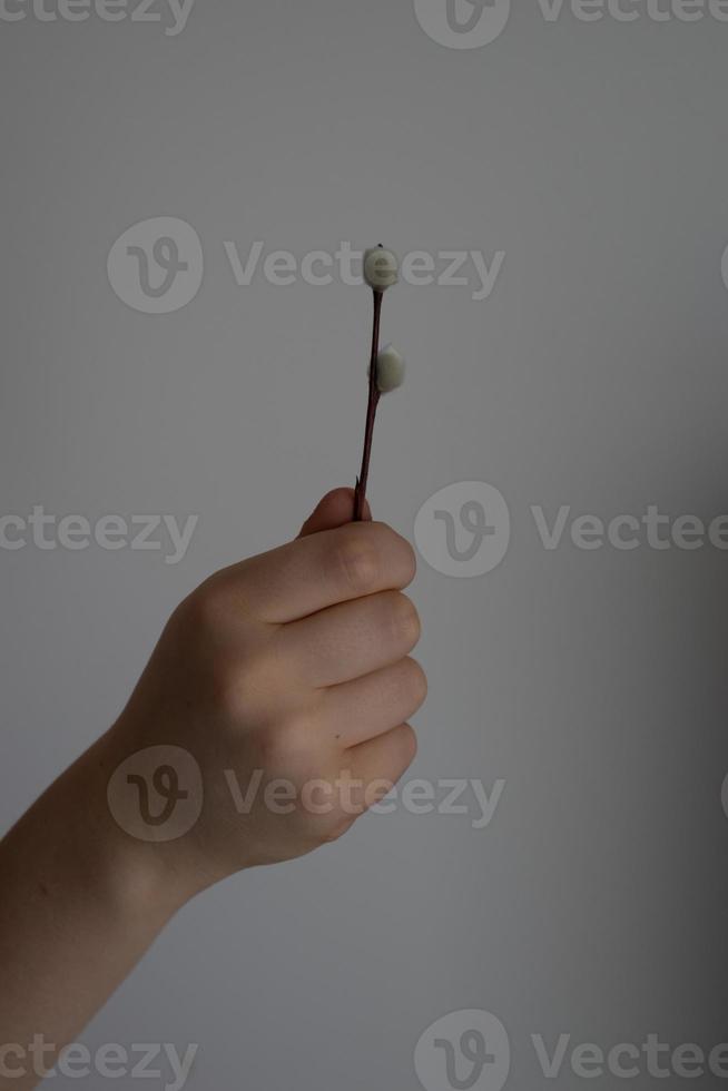 piccolo delicato primavera salice ramoscello io mantenere nel un' mano su un' liscio leggero sfondo foto