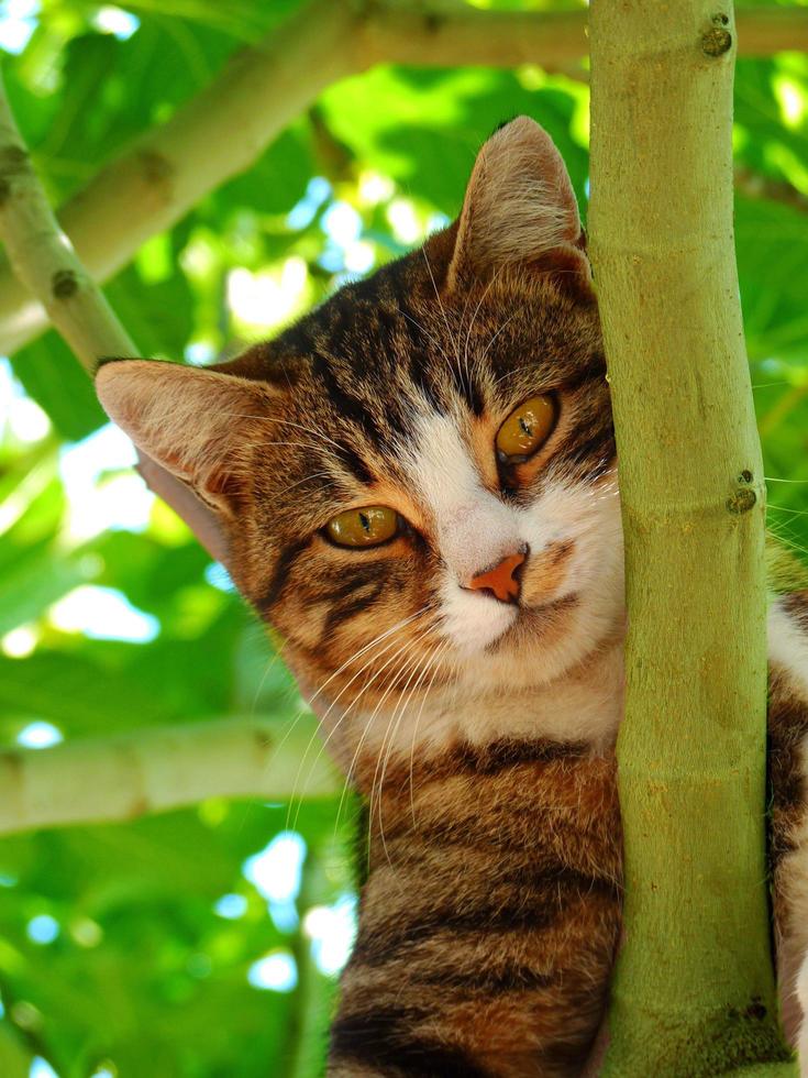 il gatto si siede su un' albero e sembra per preda foto