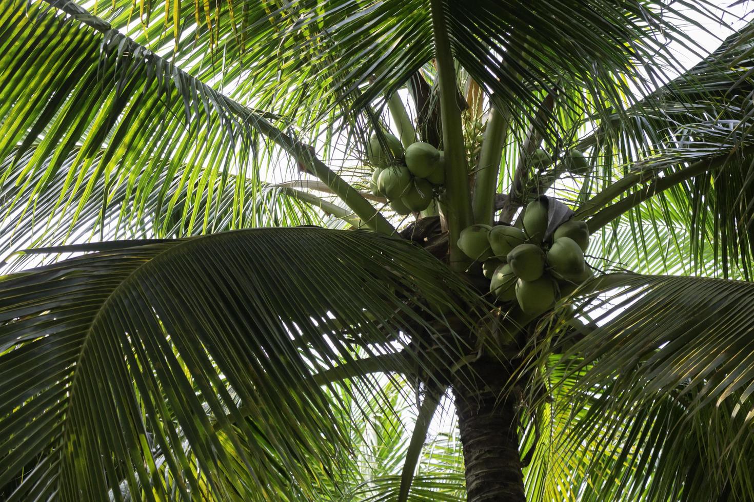 albero di cocco foto