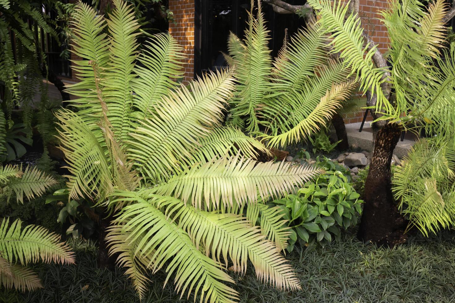 piante in un giardino tropicale foto