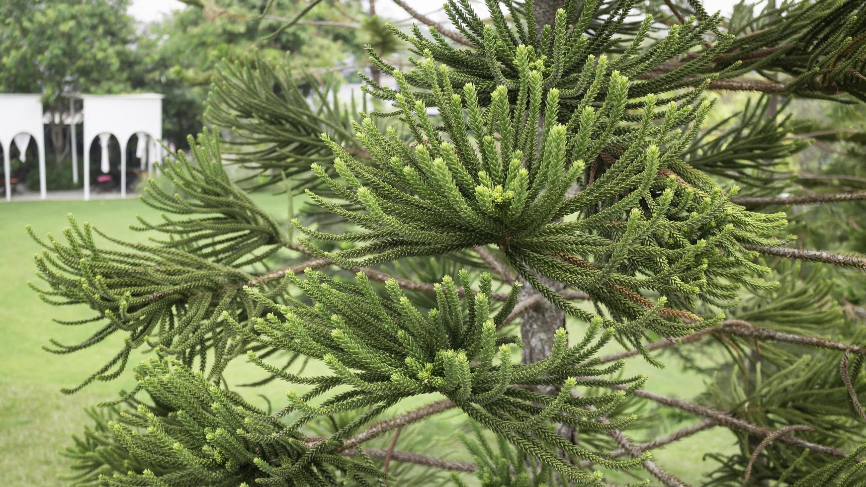 ramo di conifere nel lussureggiante giardino foto