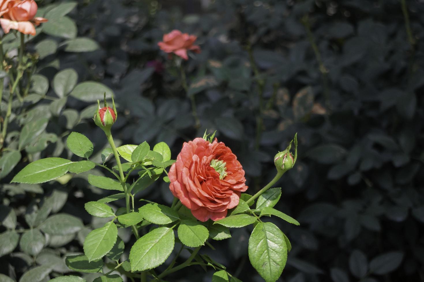 bellissimo giardino di rose in estate foto