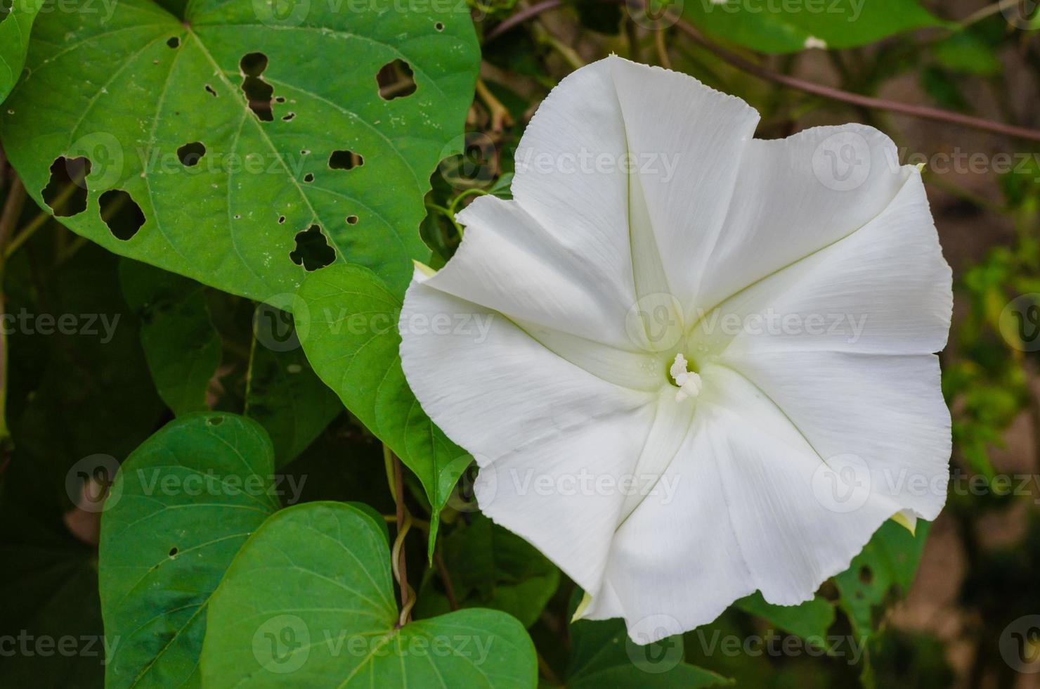 fiore di Luna o botanico nome è Ipomoea alba fioritura nel naturale giardino foto