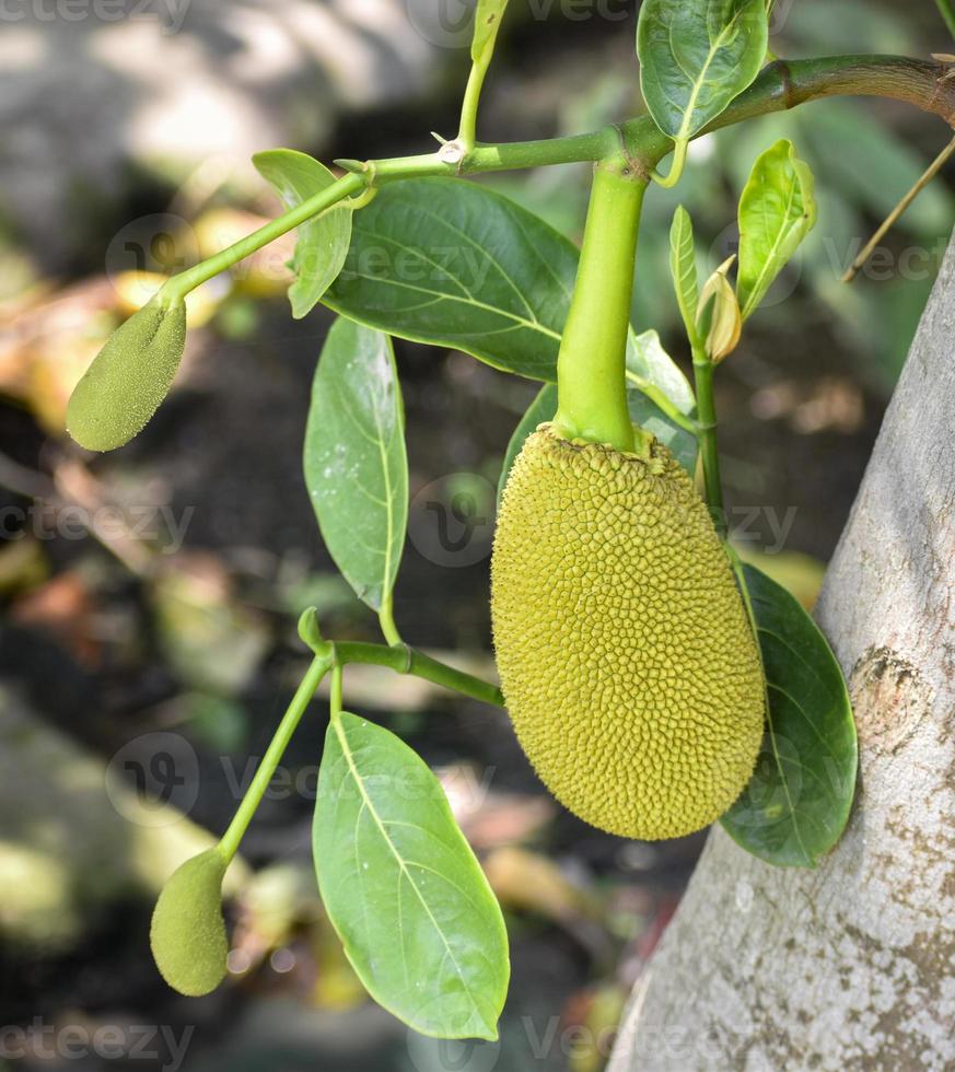 verde jackfruit sospeso a partire dal un' albero, promettente un' delizioso, salato pasto quando completamente maturo foto