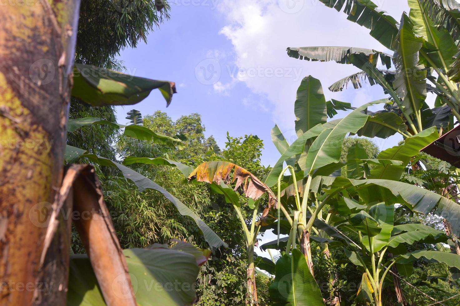 Visualizza di Banana alberi nel il giardino durante un' soleggiato giorno foto