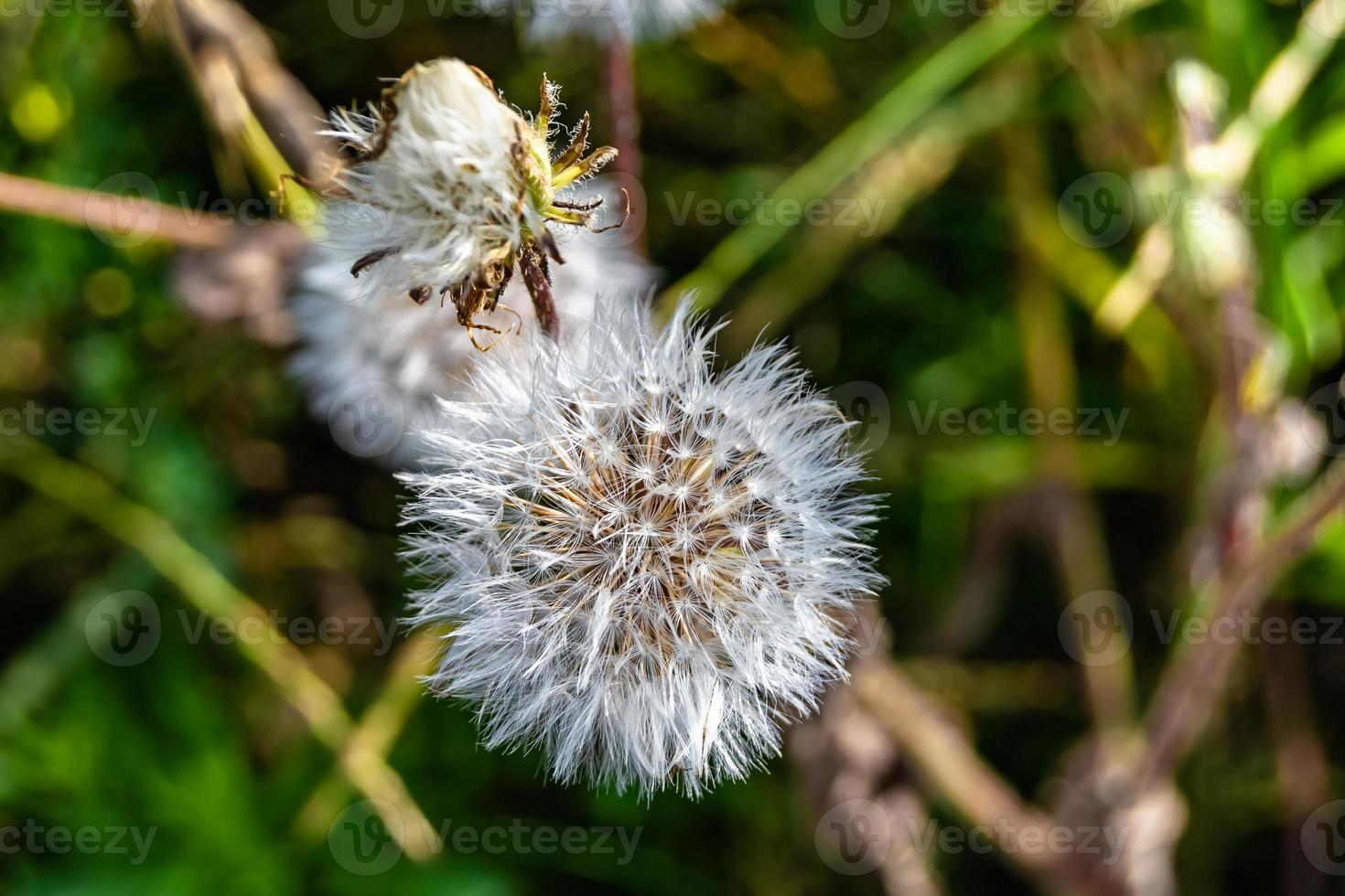 bellissimo selvaggio in crescita fiore seme dente di leone su sfondo prato foto