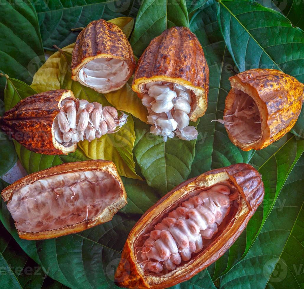 tagliare nel metà maturo cacao baccelli o giallo cacao frutta raccogliere cacao semi su un' verde cacao foglia foto