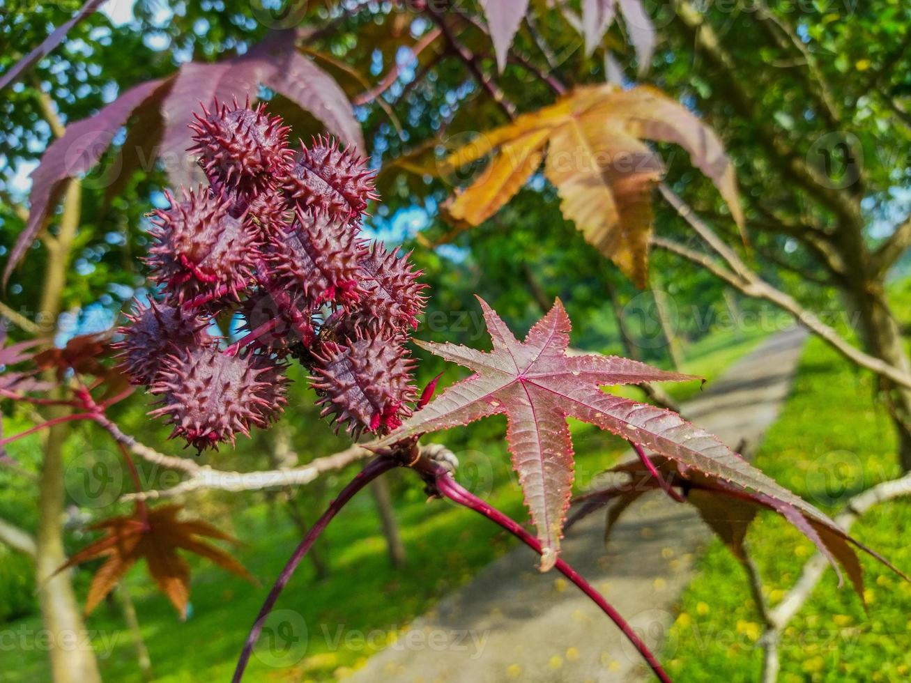 il frutta di il ricino pianta foto