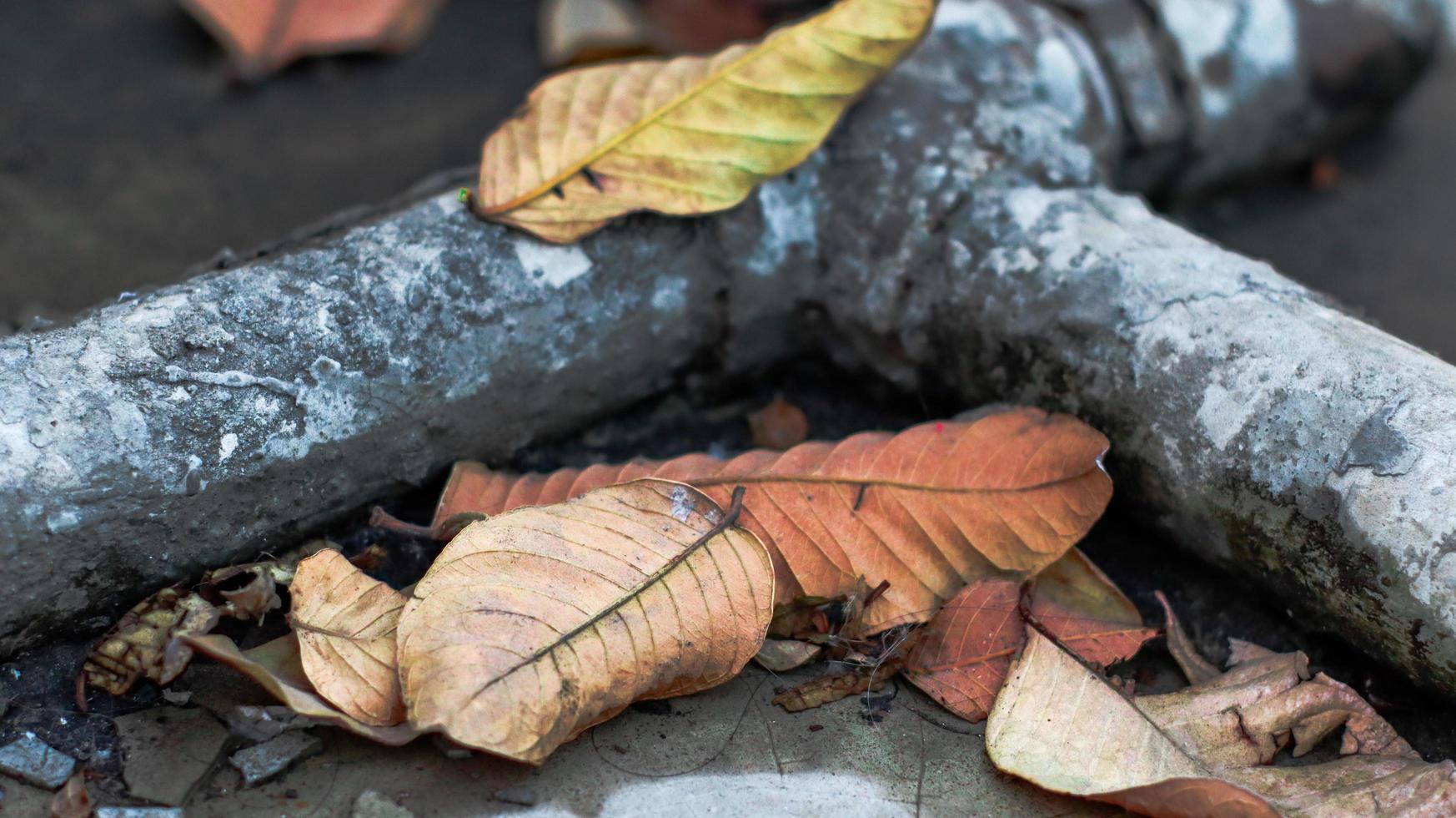 inverno caduto le foglie foto