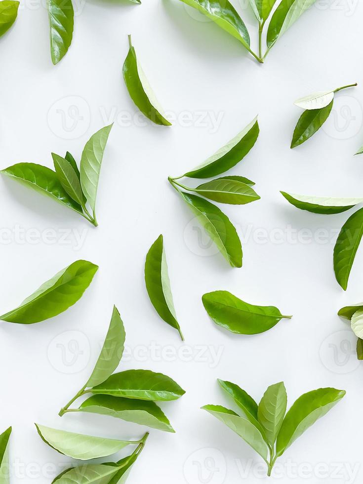 verde le foglie su un' bianca sfondo. grande fresco decorativo le foglie. foto