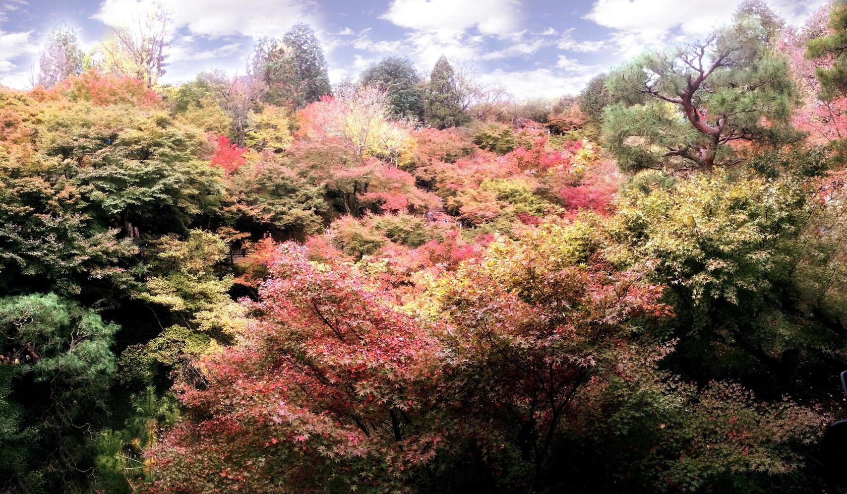 avvicinamento e Ritaglia colorato paesaggio acero alberi nel kyoto foto