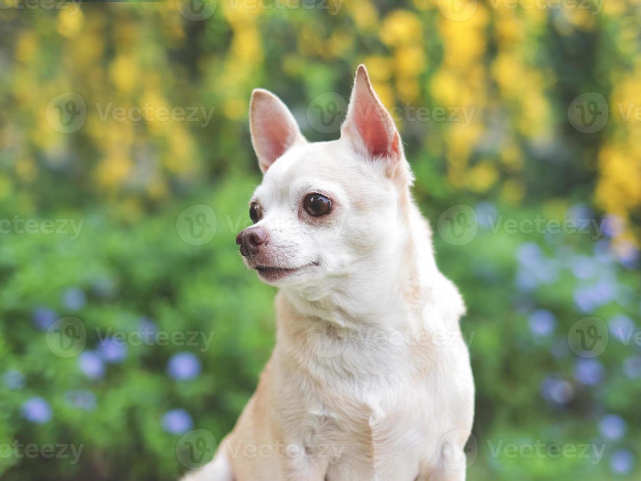 carino Marrone corto capelli chihuahua cane seduta nel il giardino, guardare curiosamente. copia spazio. foto
