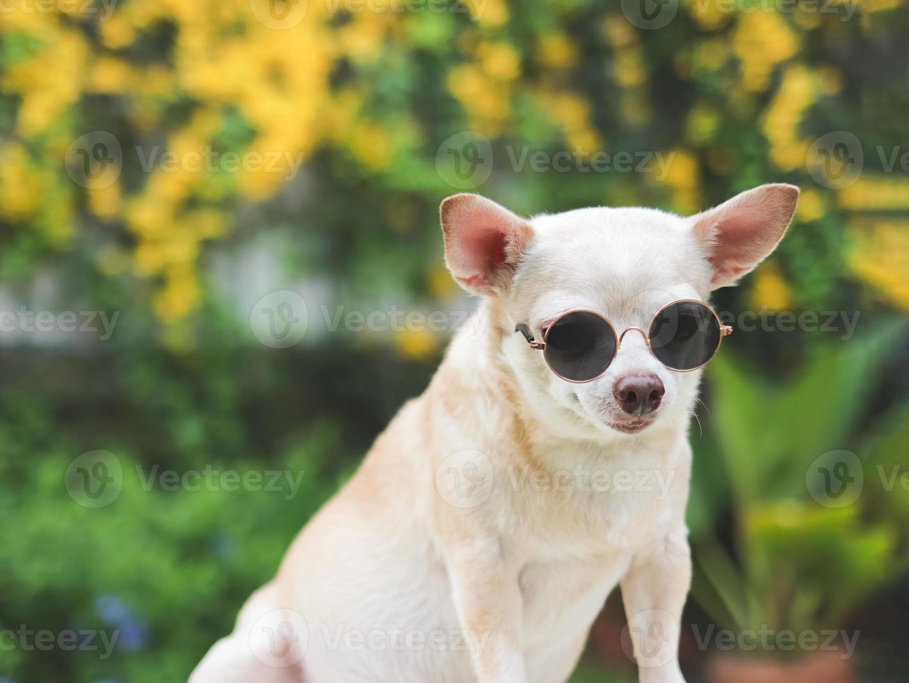 Marrone corto capelli chihuahua cane indossare occhiali da sole seduta su verde erba nel il giardino con giallo fiori fondo nero,. foto