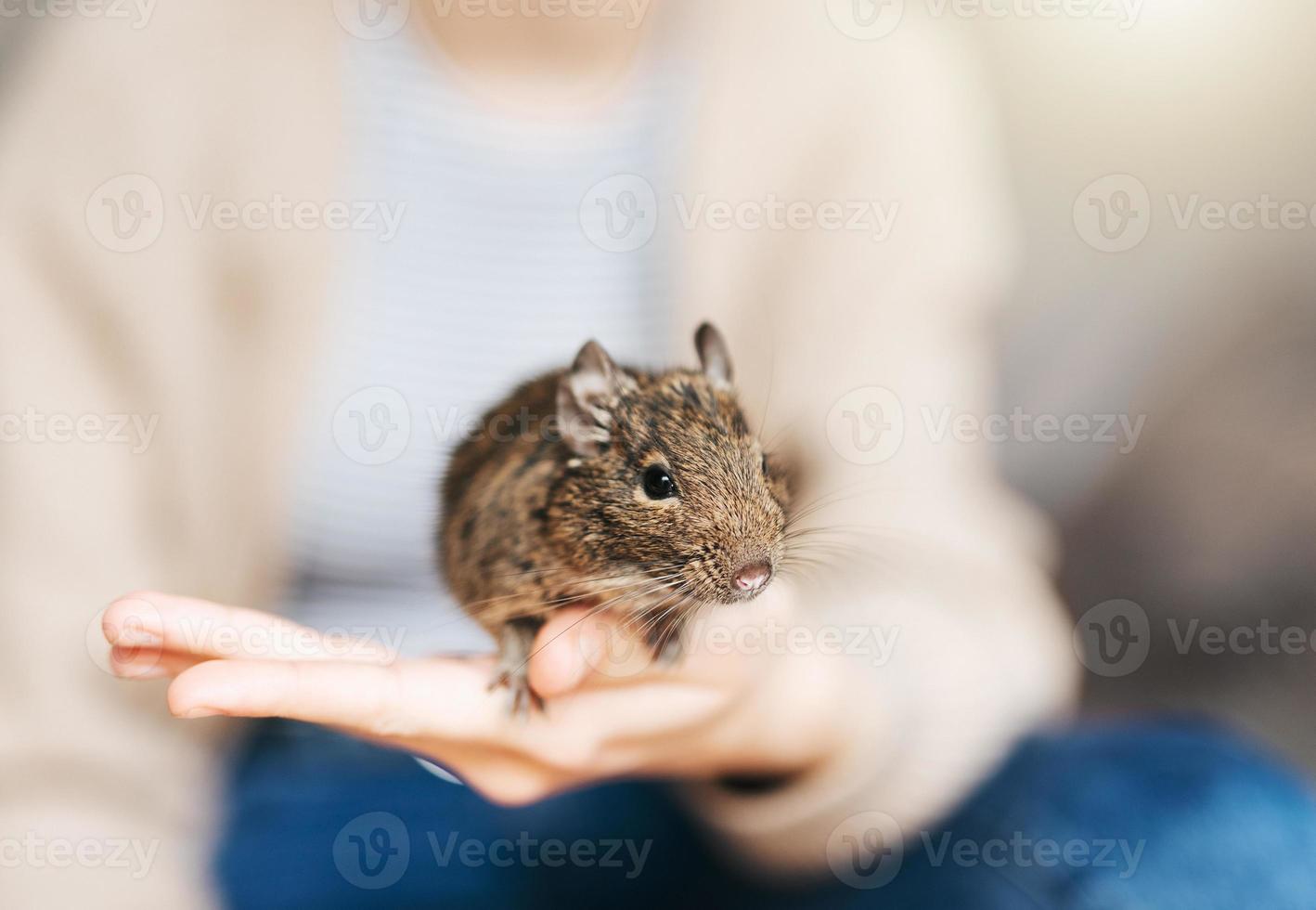 giovane ragazza giocando con piccolo animale degu scoiattolo. foto