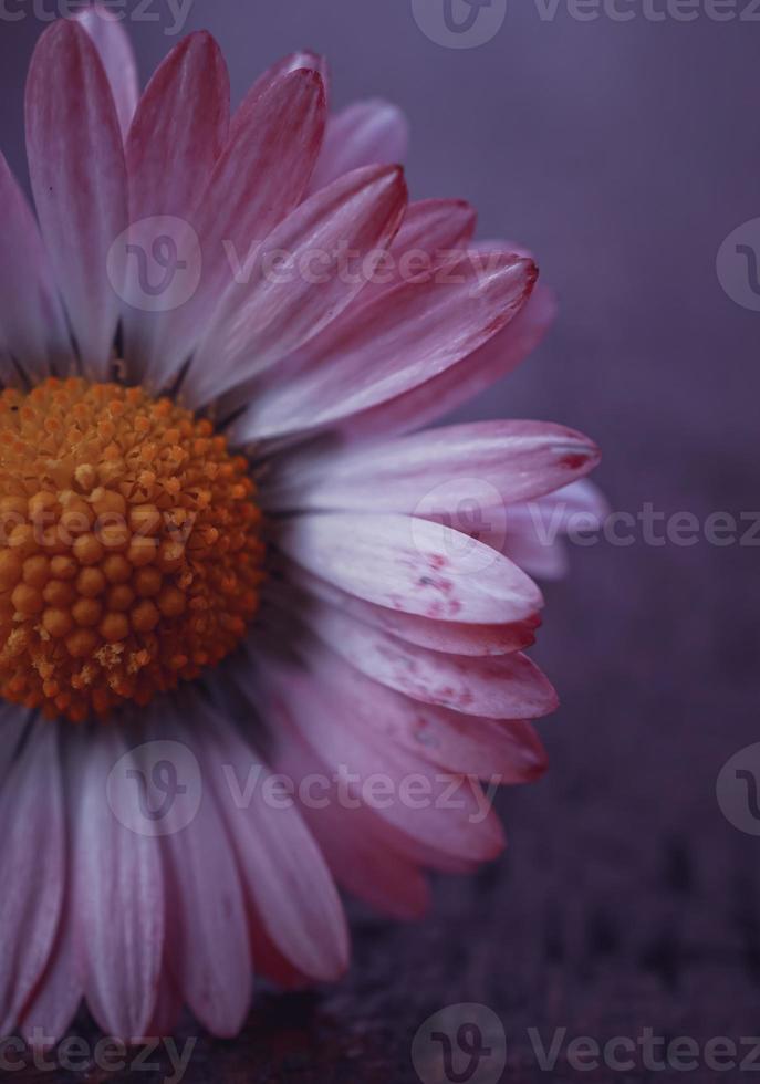 bellissimo fiore margherita in giardino in primavera foto