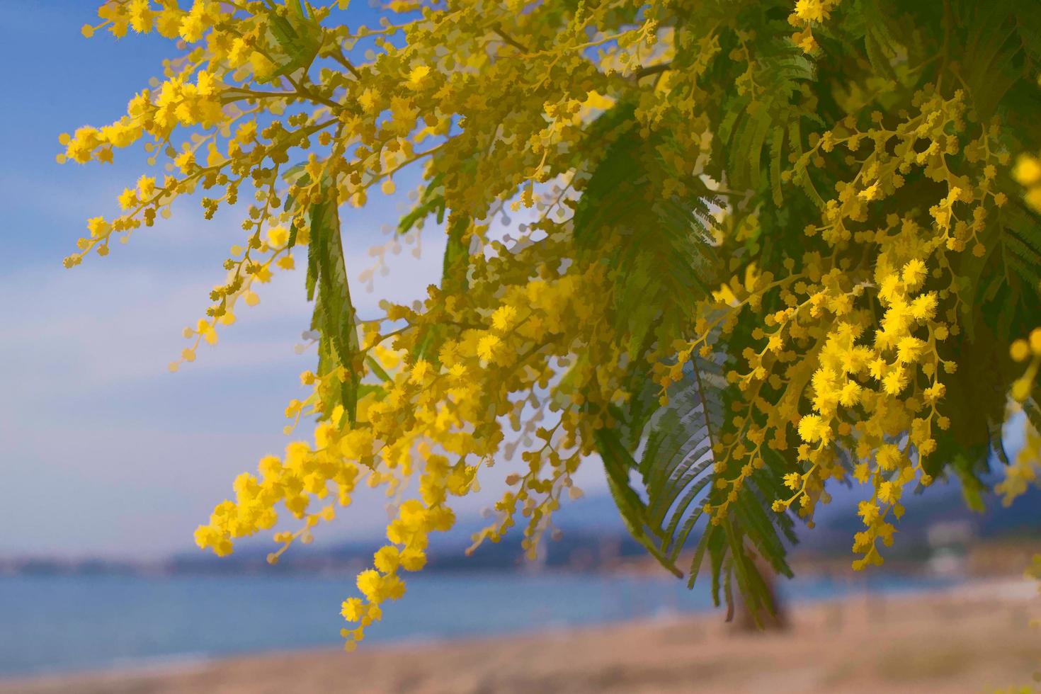 rigogliosi e luminosi i rami d'argento di acacia foto