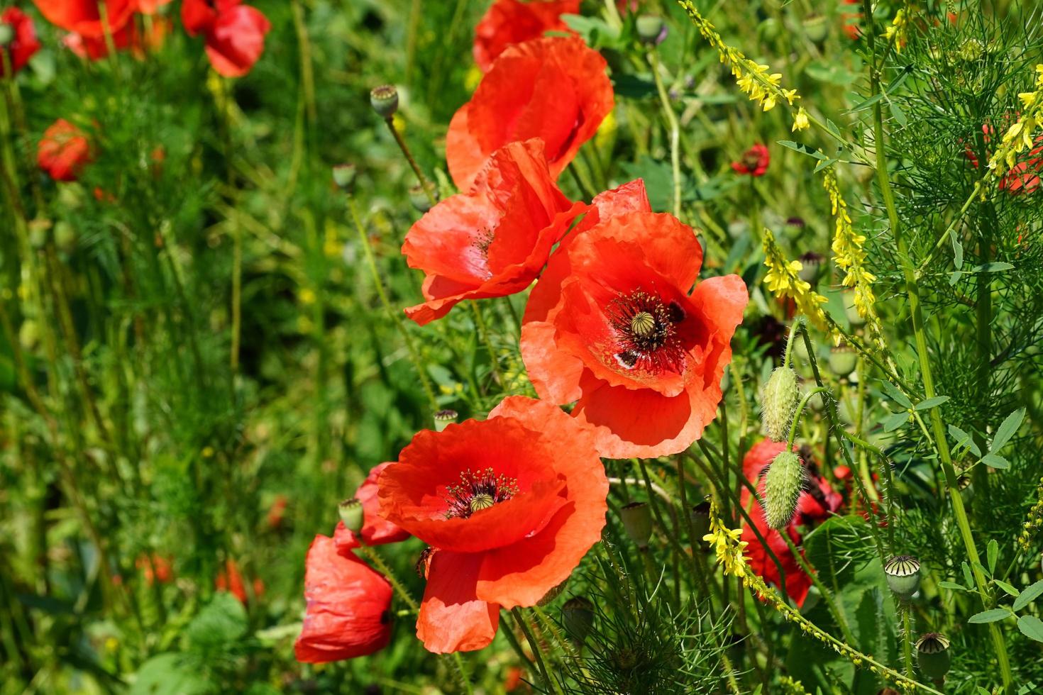 fiori che sbocciano di papavero rosso su sfondo foto