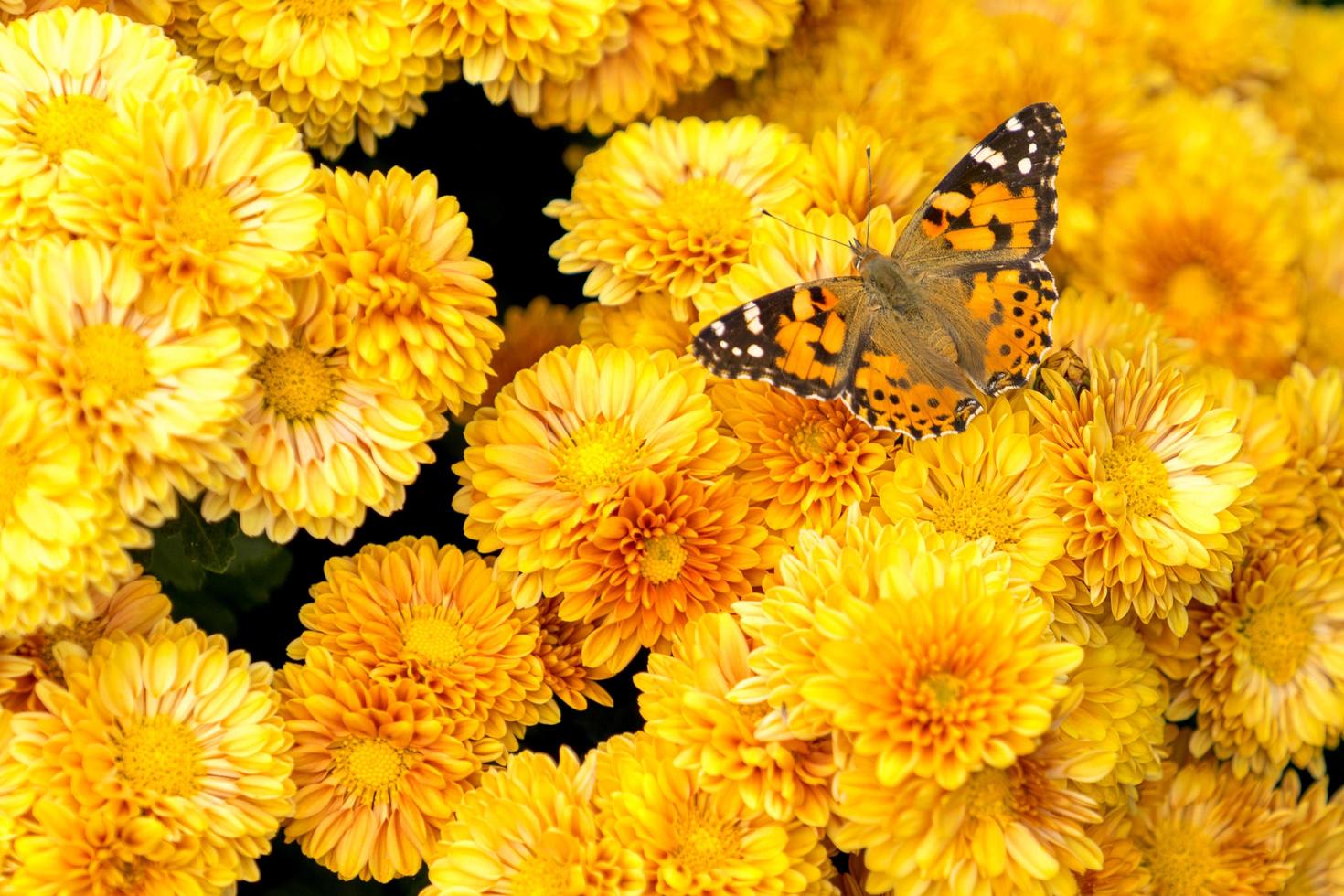 lo sfondo naturale dei crisantemi gialli luminosi foto