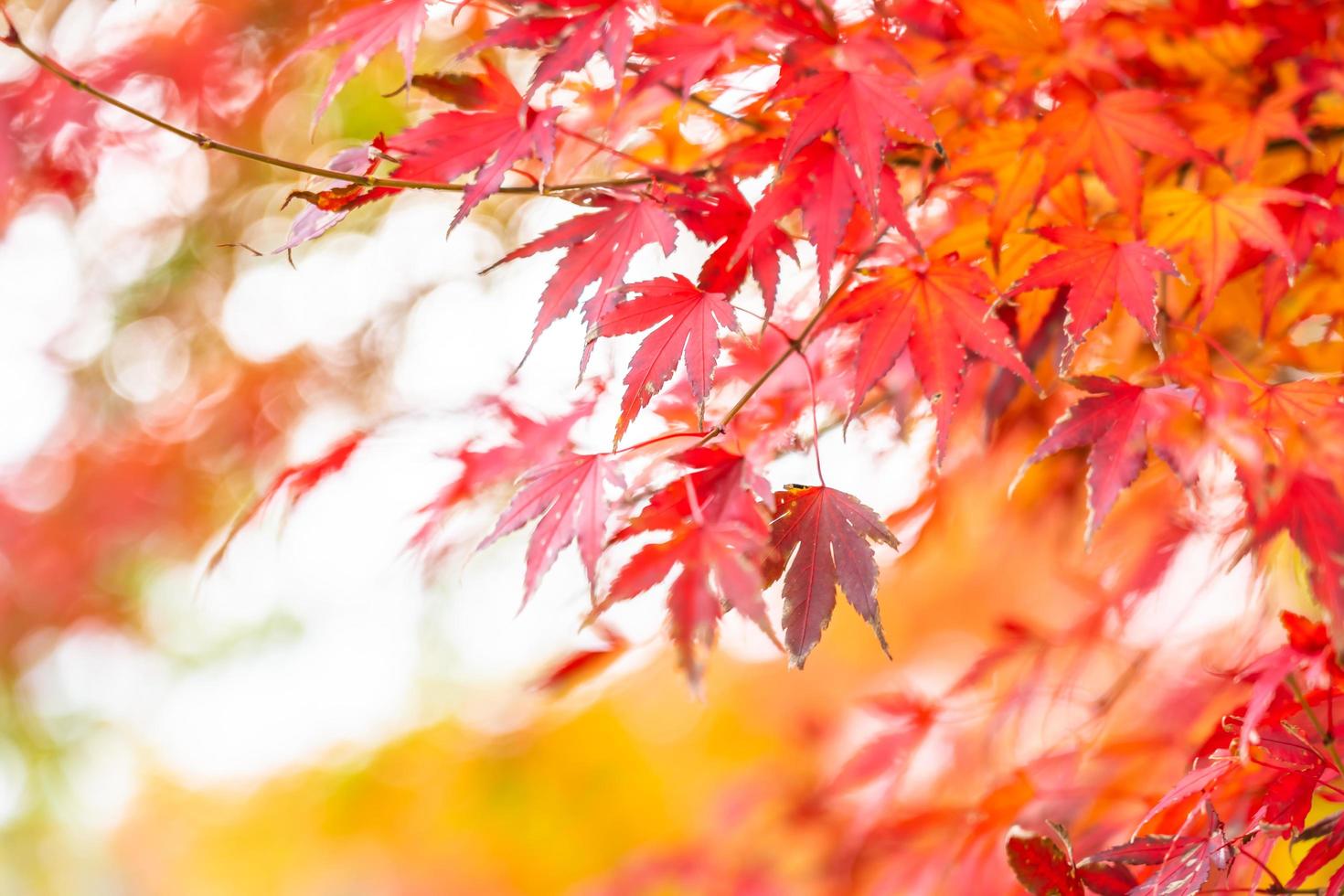 albero foglia d'acero rosso foto