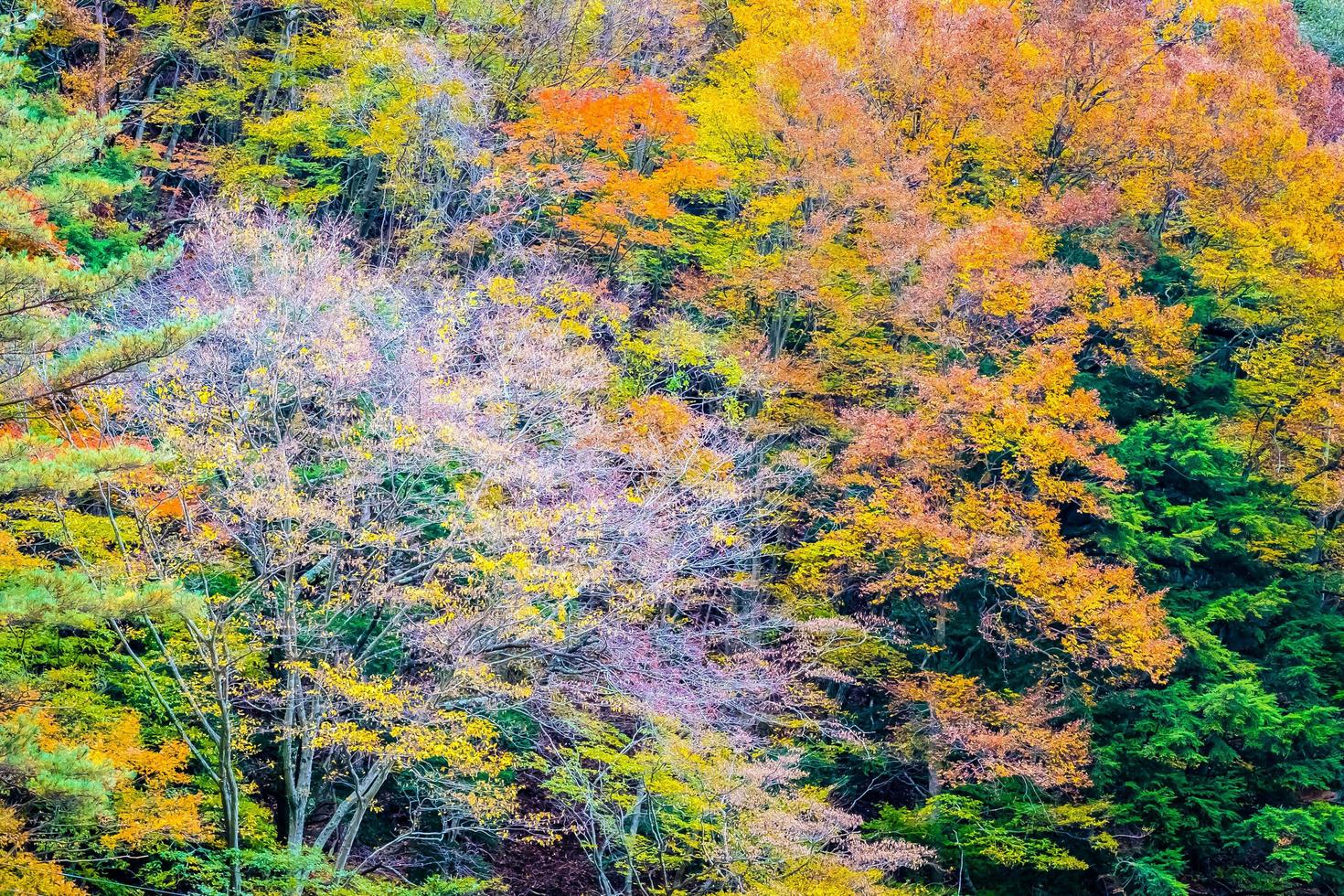 foresta colorata sulla montagna foto