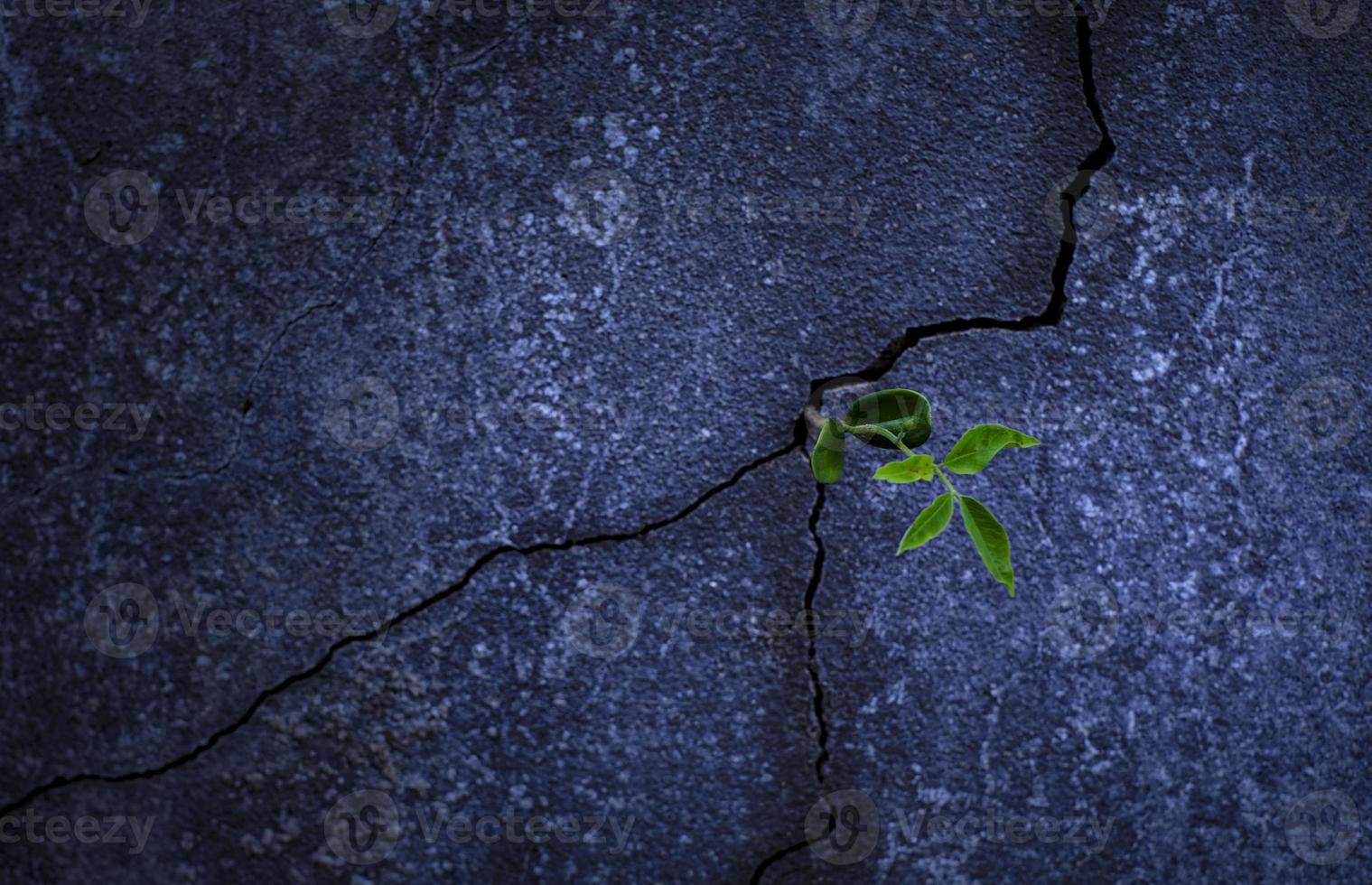 giovane pianta che cresce da una roccia foto