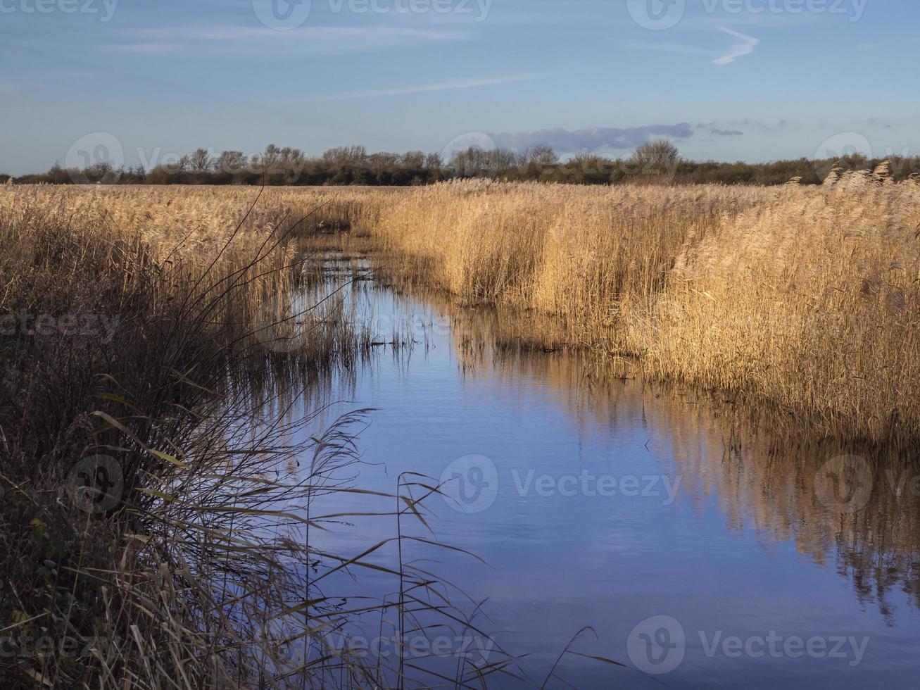 Reed bed alla riserva naturale di far ings, lincolnshire, inghilterra foto