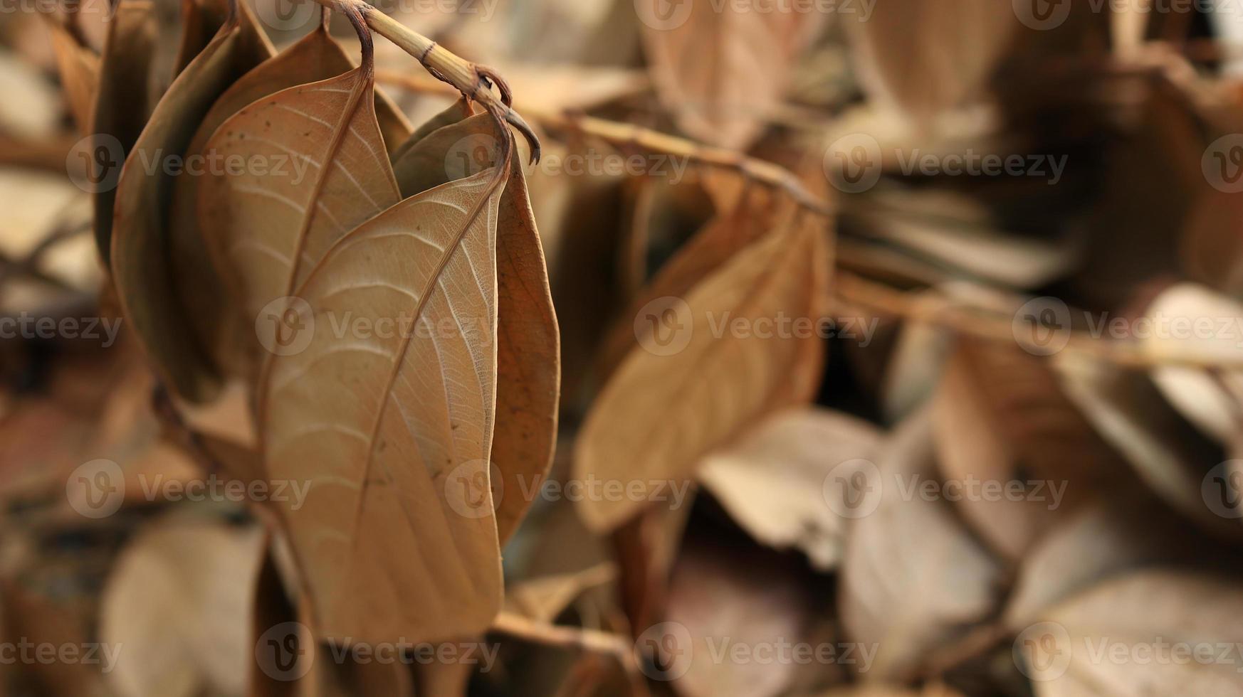 secco marcio jackfruit le foglie spargimento di il terra foto