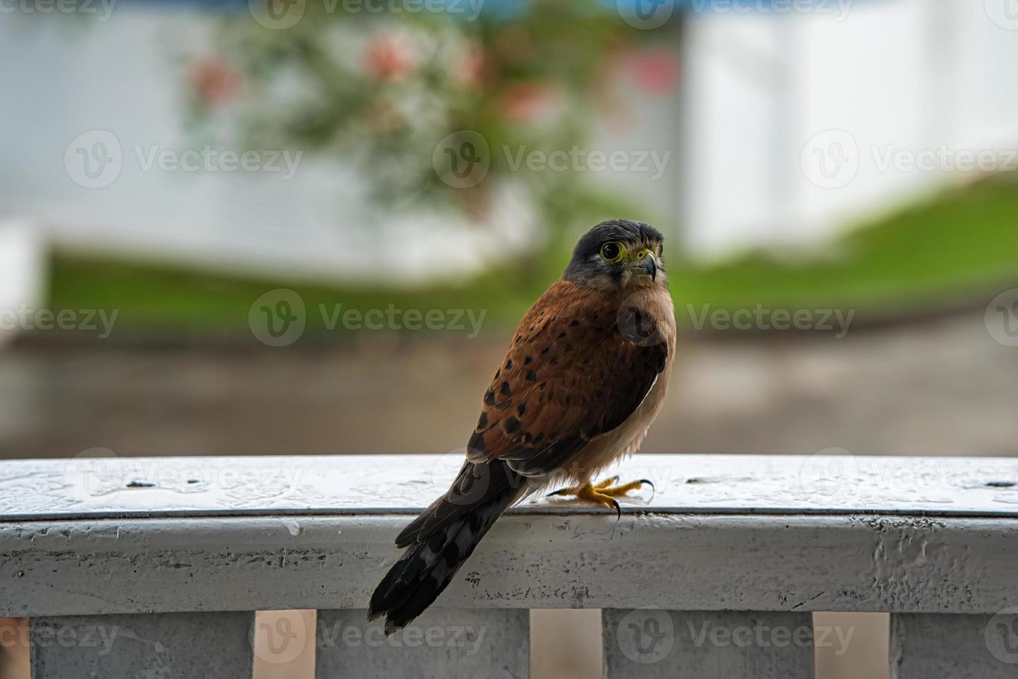 Seychelles kastrel uccello su di legno ponte a il mestiere villaggio coloniale Casa, foto