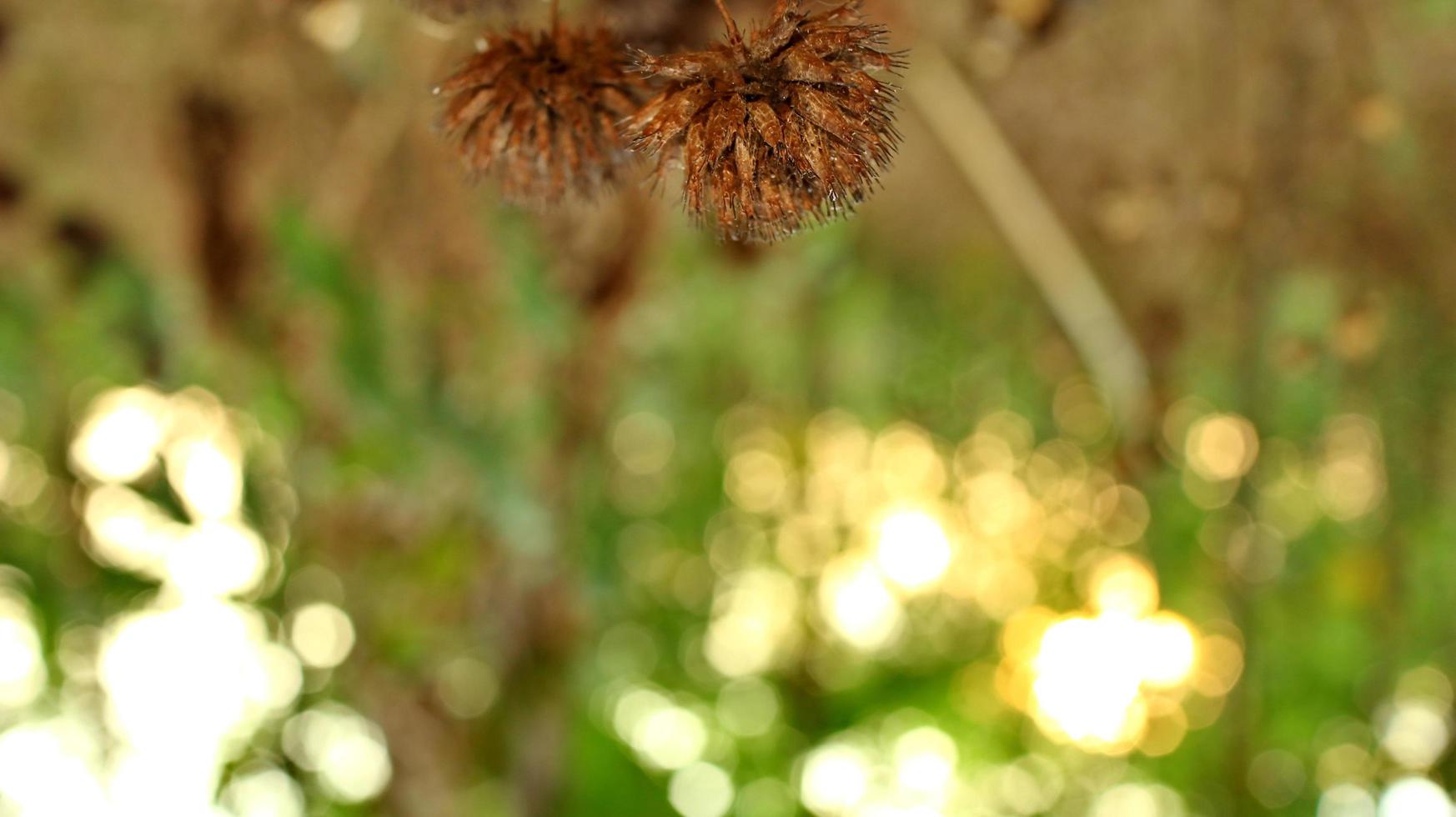 morto e secco fiori selvatici, fotografato con selettivo messa a fuoco foto