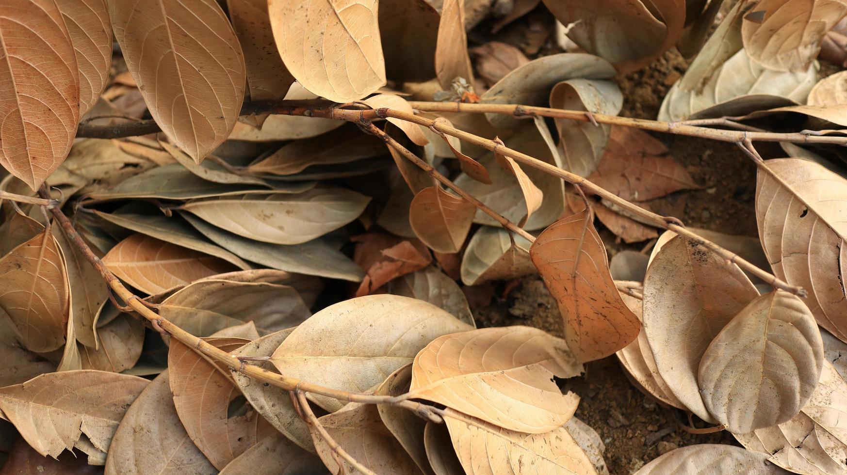 secco marcio jackfruit le foglie spargimento di il terra foto