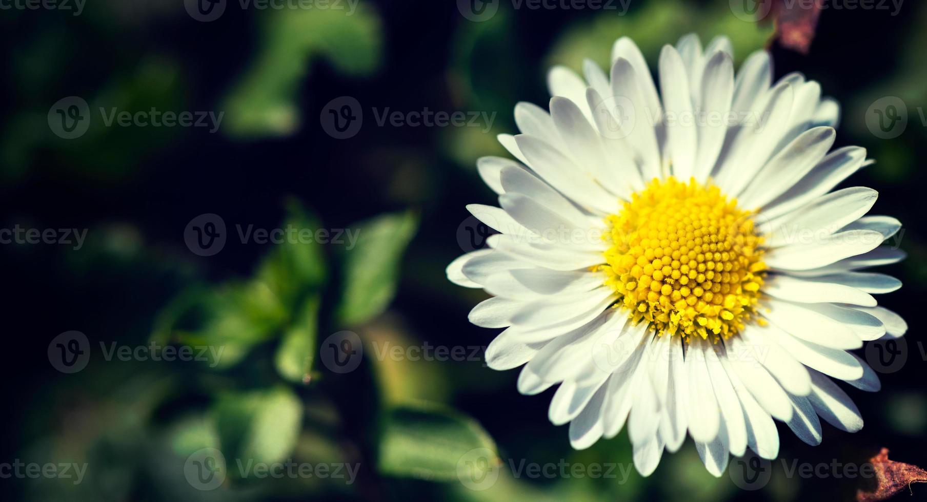 primo piano del fiore della margherita foto