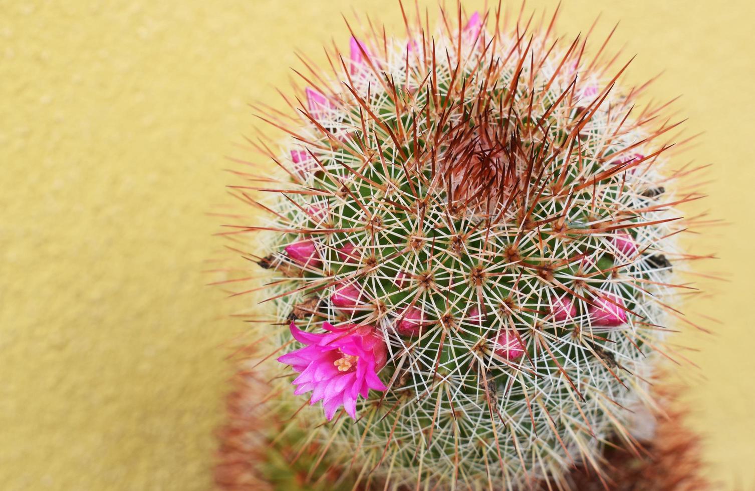 primo piano di un cactus foto