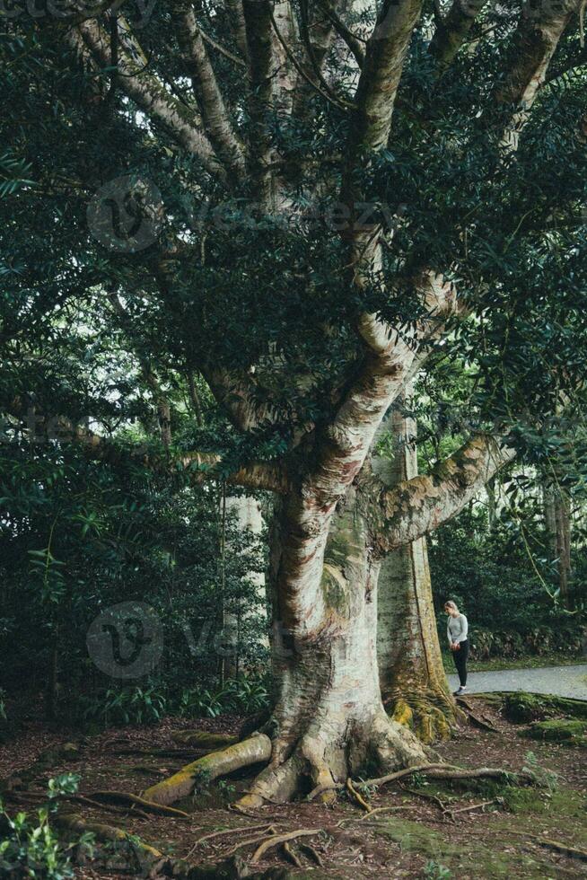 jardim botanico jose fare canto nel ponta delgada, sao miguel, il azzorre foto