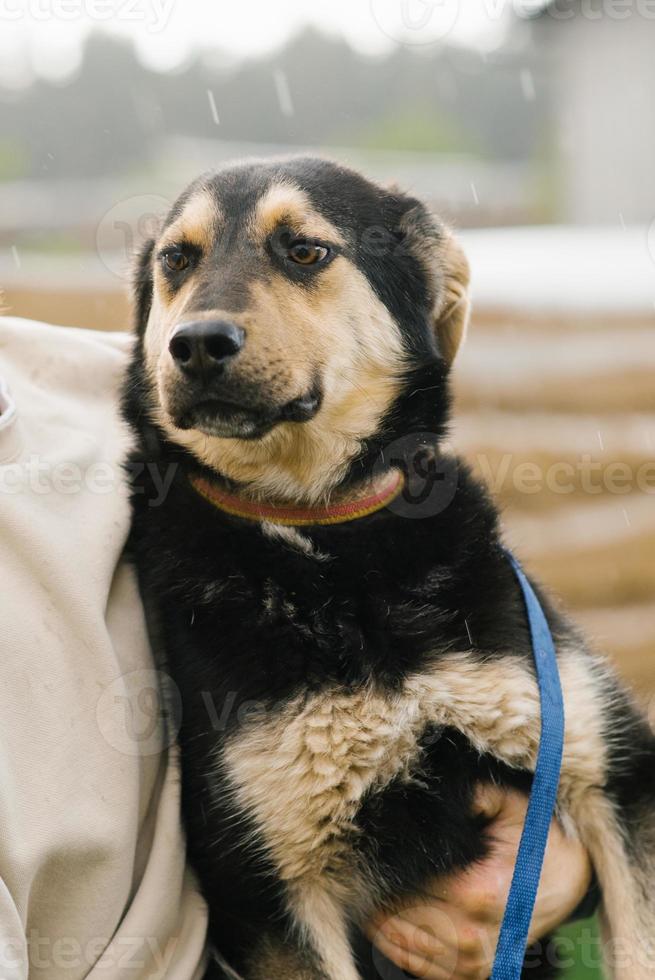 un' misto razza cane si siede nel il braccia di suo proprietario foto