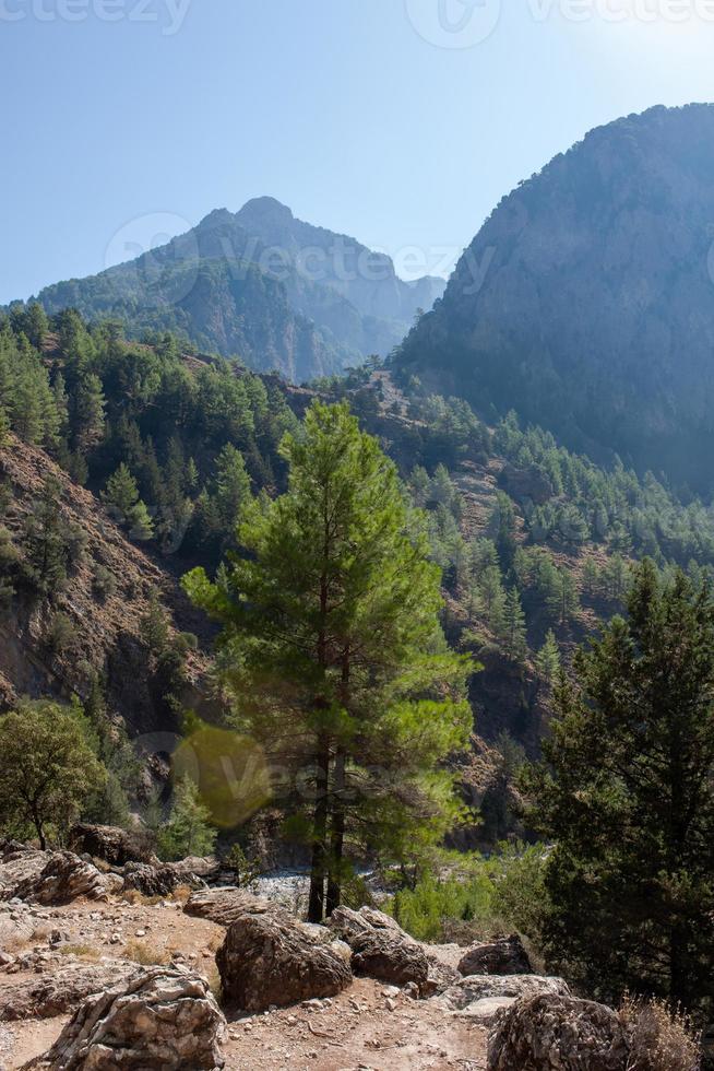 foresta e montagna paesaggio, sentieri di i viaggiatori e montagne nel il distanza. di legno ponti e flussi foto