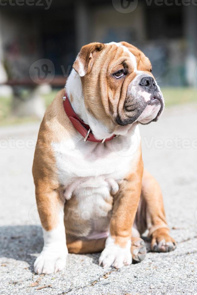 inglese bulldog in posa foto